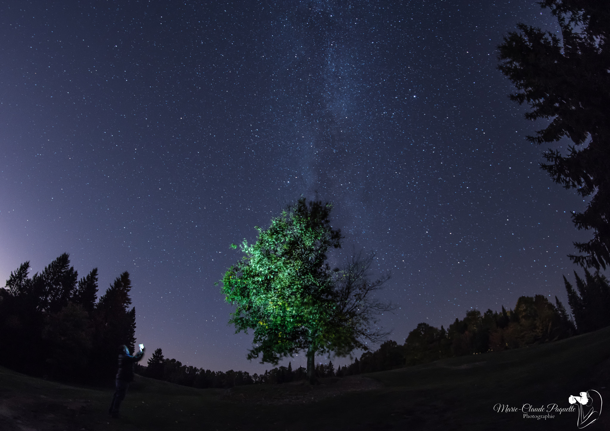 Samyang 12mm F2.8 ED AS NCS Fisheye sample photo. L'arbre photography