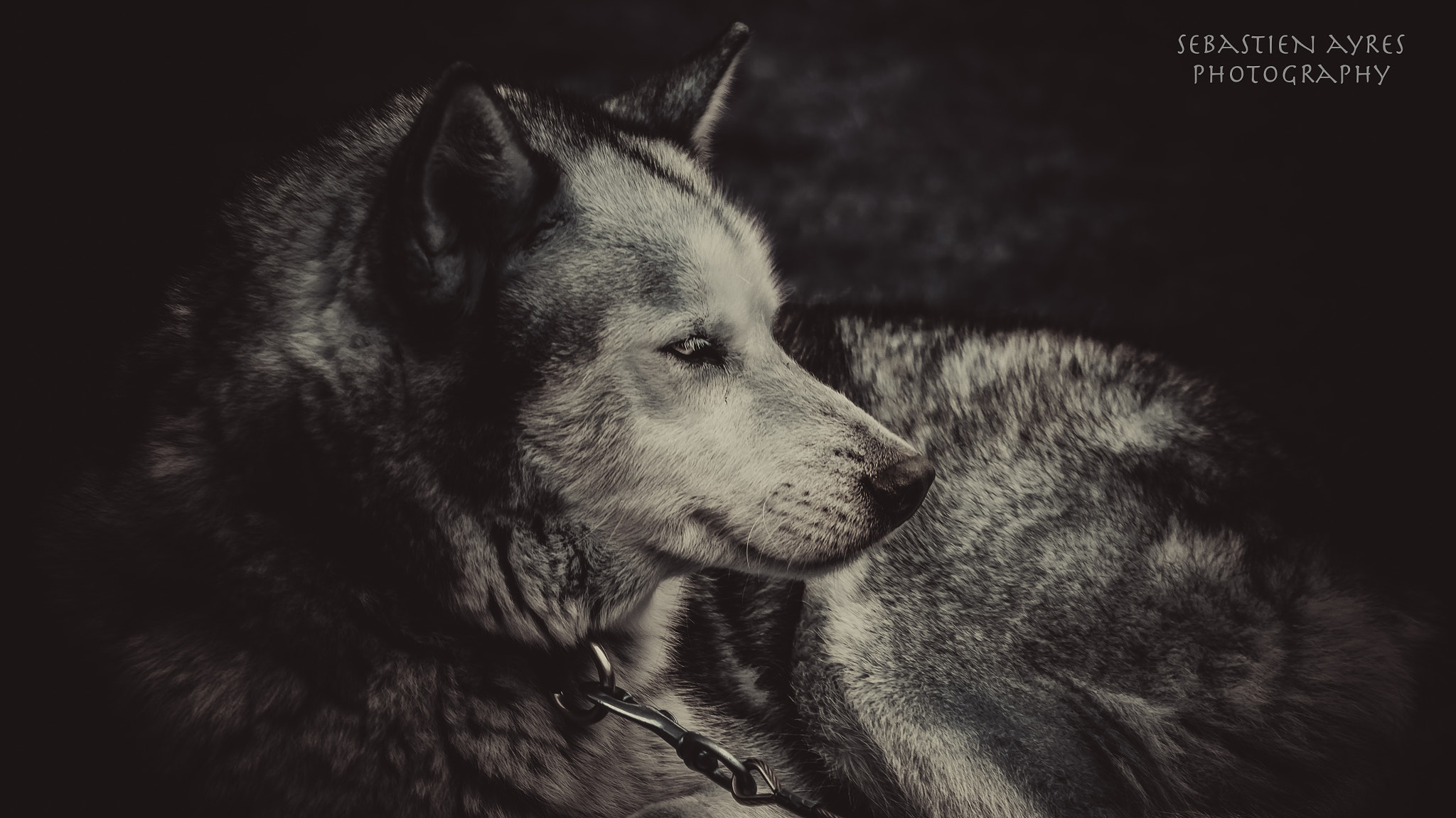 Tamron AF 70-300mm F4-5.6 Di LD Macro sample photo. Husky 2 photography