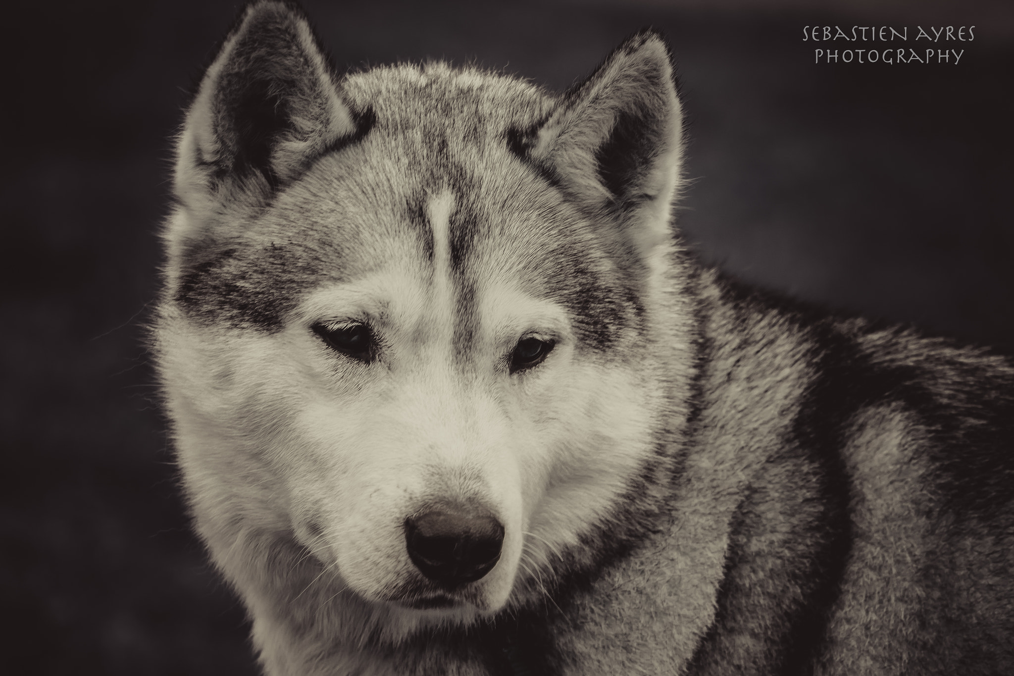 Tamron AF 70-300mm F4-5.6 Di LD Macro sample photo. Husky 1 photography