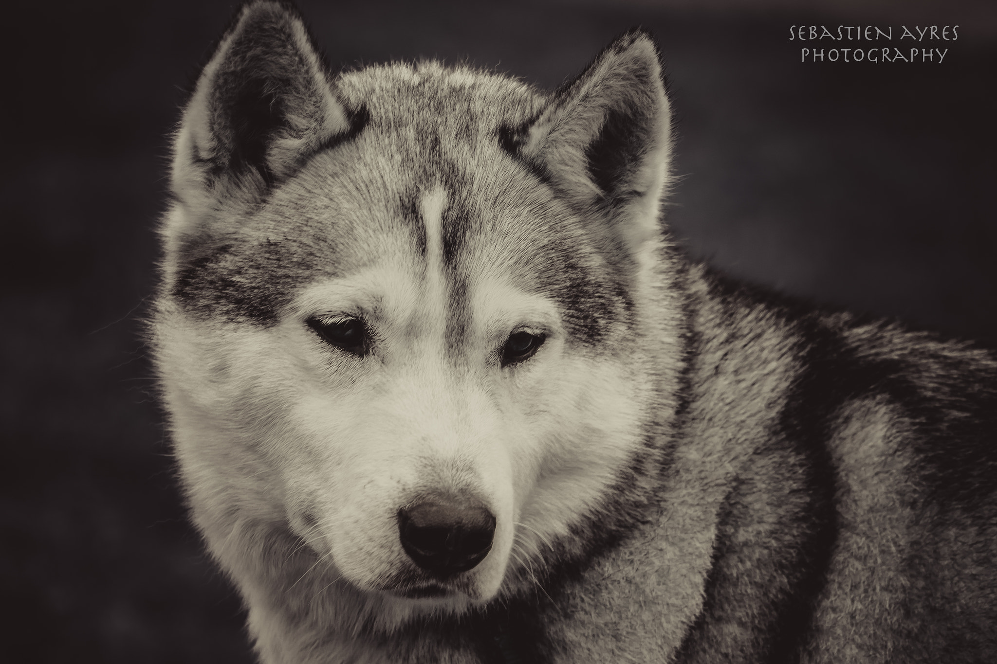 Pentax K-S2 + Tamron AF 70-300mm F4-5.6 Di LD Macro sample photo. Husky 1 photography