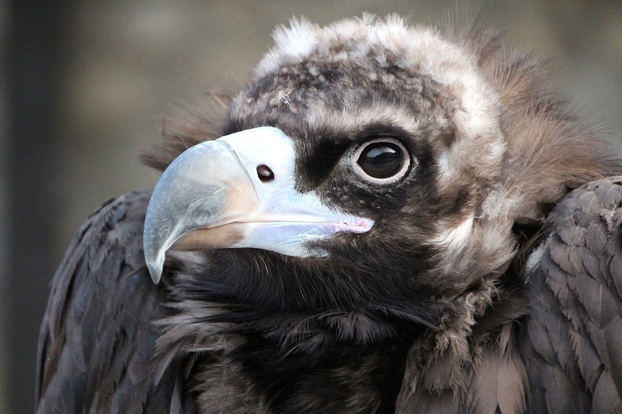 Sigma 18-250mm F3.5-6.3 DC OS HSM sample photo. Blue beak photography