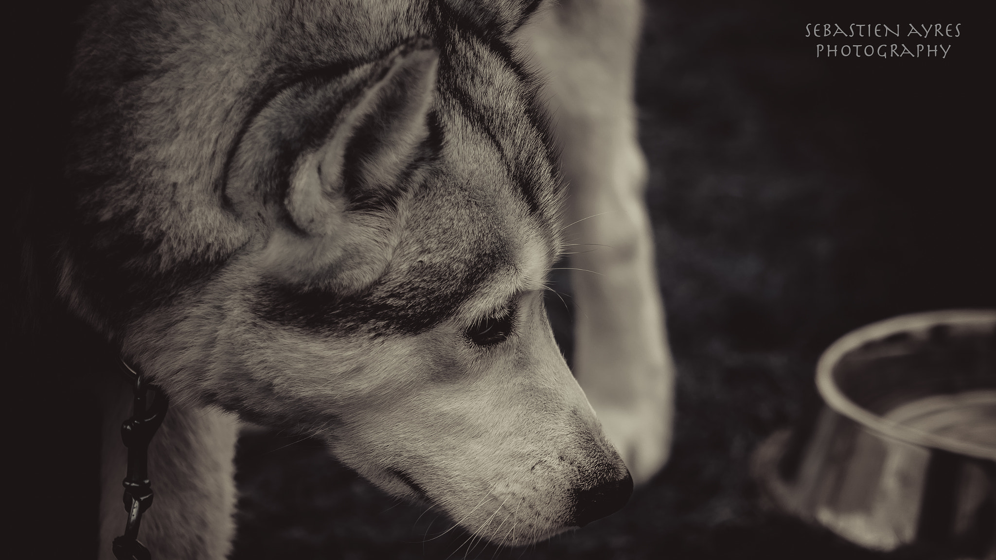 Tamron AF 70-300mm F4-5.6 Di LD Macro sample photo. Husky 3 photography
