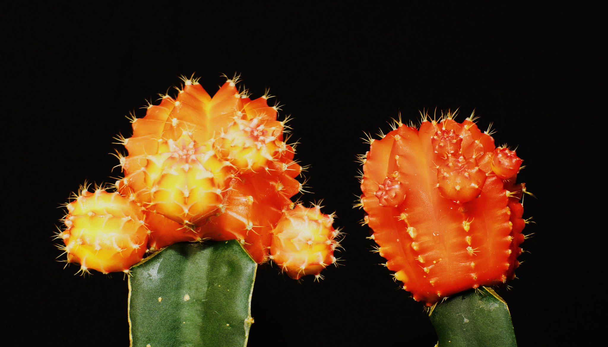 Canon EOS 5DS R + Canon EF 50mm F1.2L USM sample photo. Cactii photography