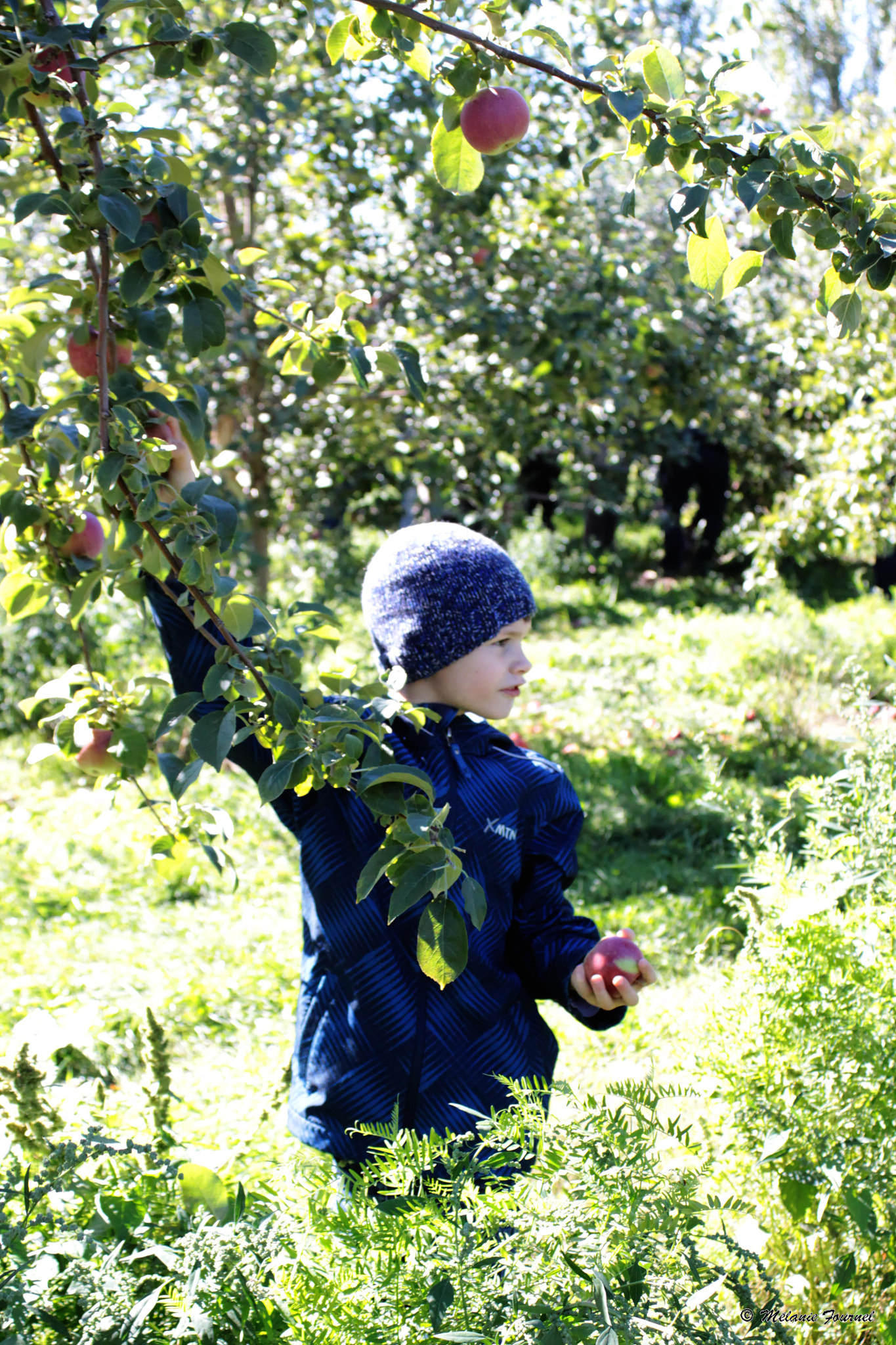 Canon EF 28-90mm f/4-5.6 sample photo. Apple day photography