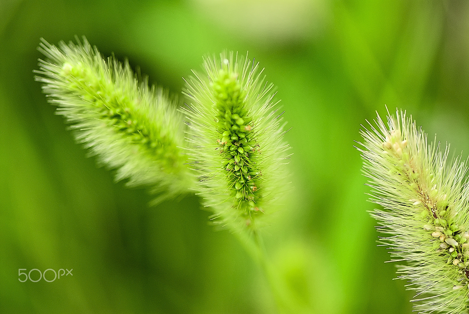 Nikon D200 sample photo. Weed swaying in the autumn wind photography