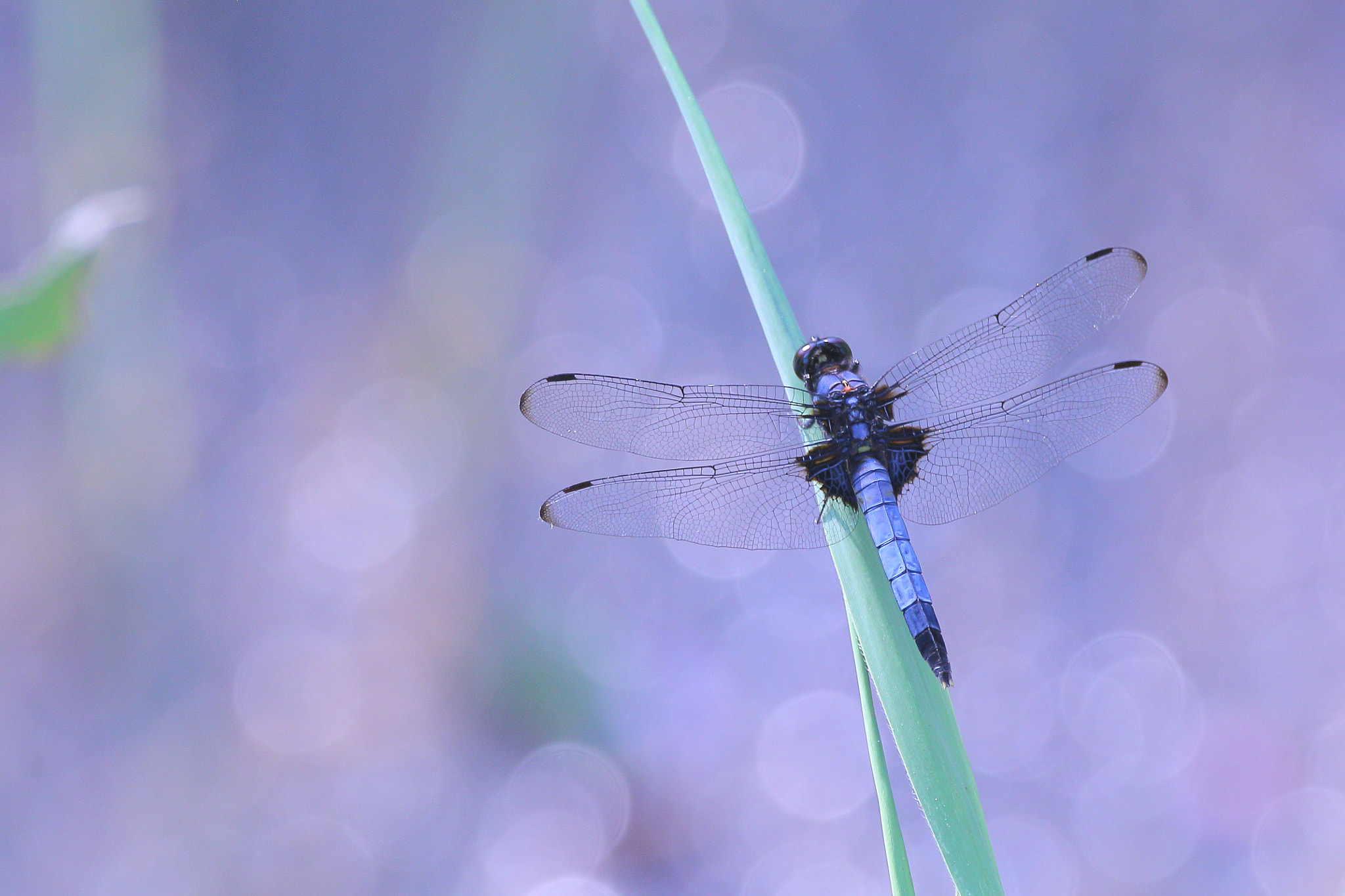 Sigma 150-600mm F5-6.3 DG OS HSM | C sample photo. Orthetrum albistylum speciosum photography