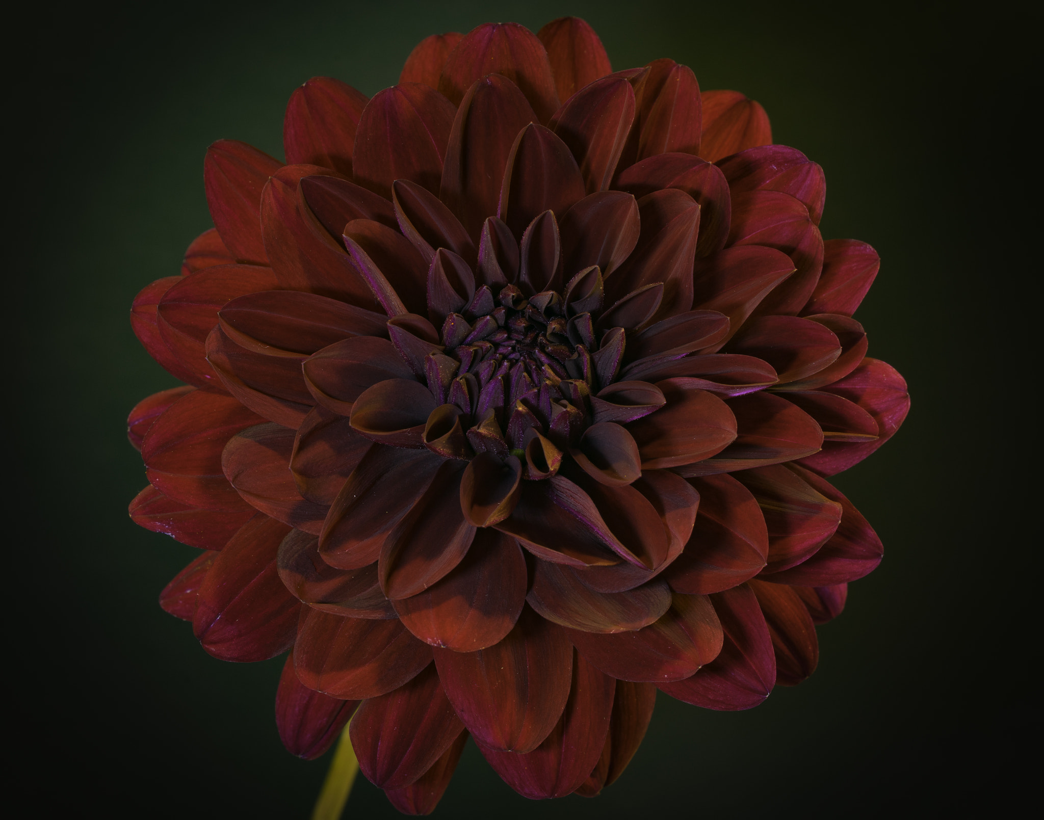 Sony a7 sample photo. Dahlia. photography