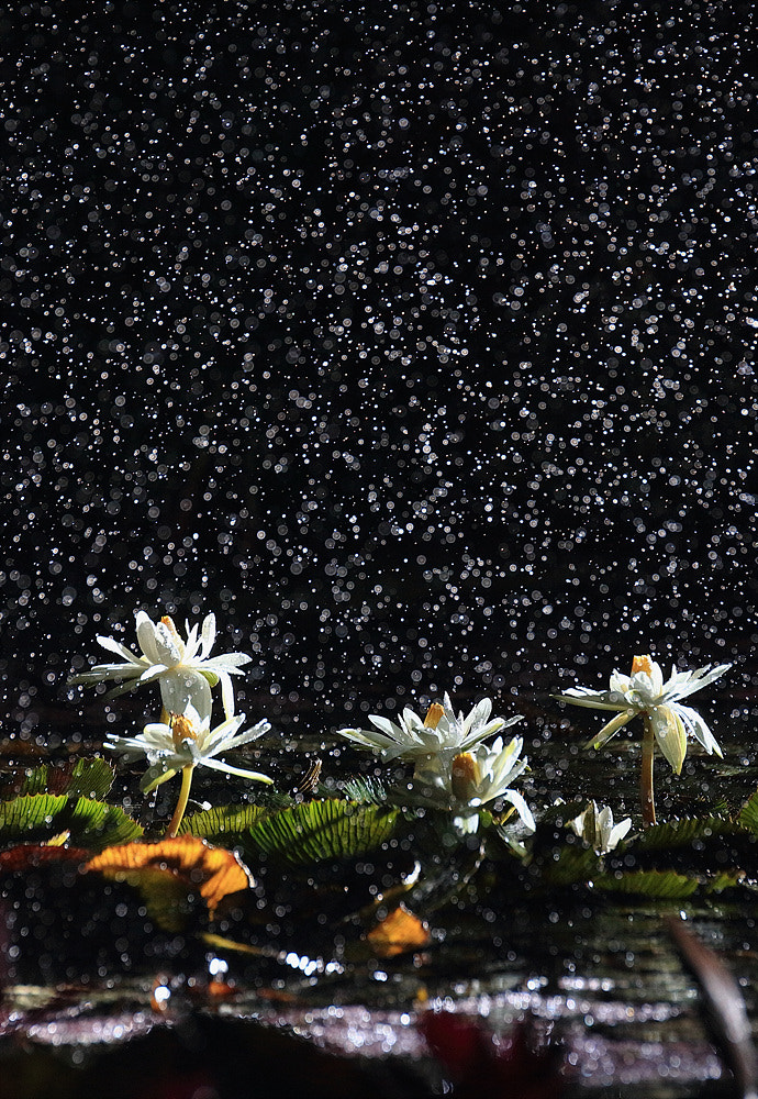 Canon EF 200mm F2.8L II USM sample photo. Water lily photography