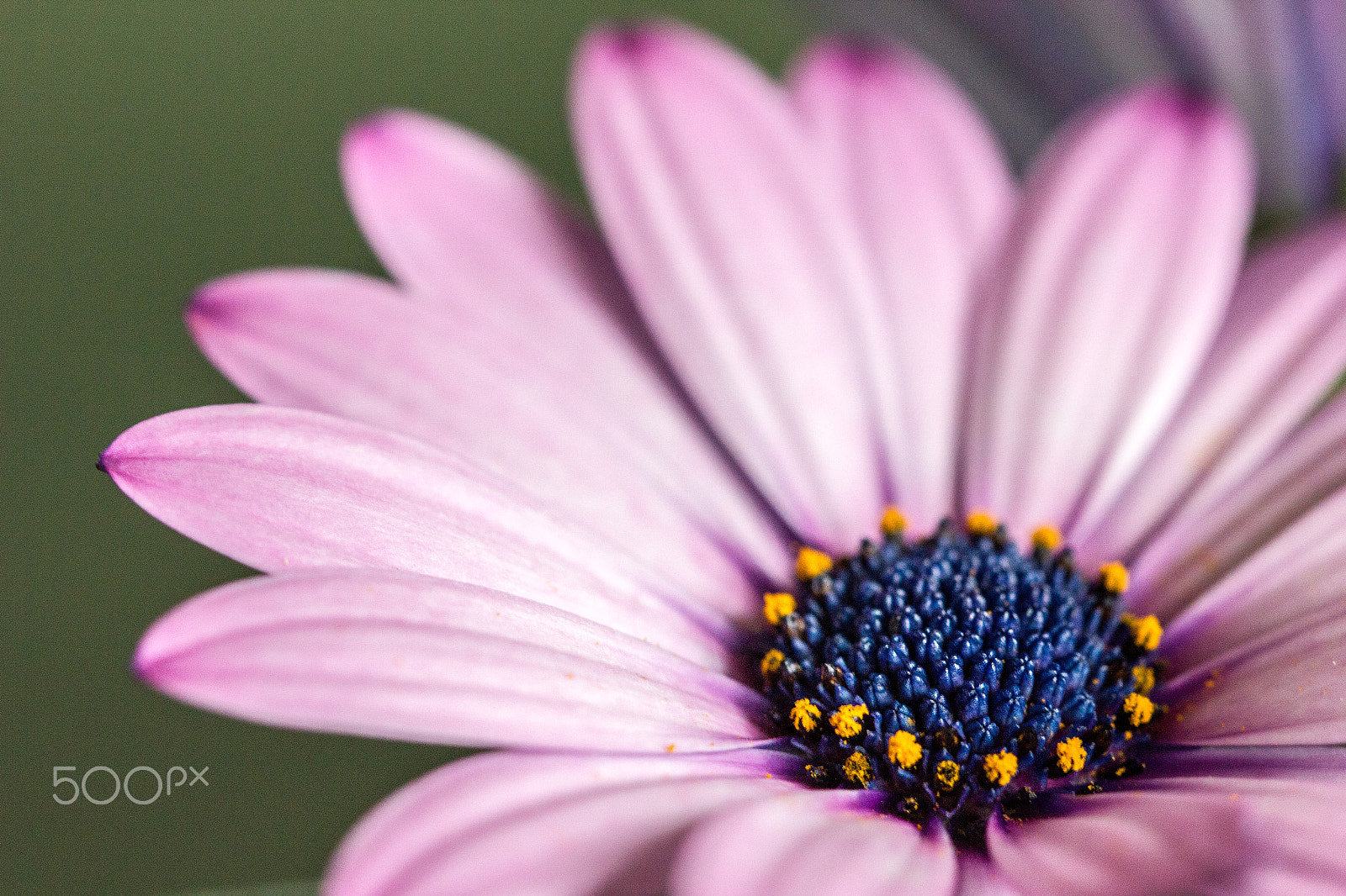 Canon EOS 550D (EOS Rebel T2i / EOS Kiss X4) + Canon EF 100mm F2.8L Macro IS USM sample photo. Osteospermum blossom photography