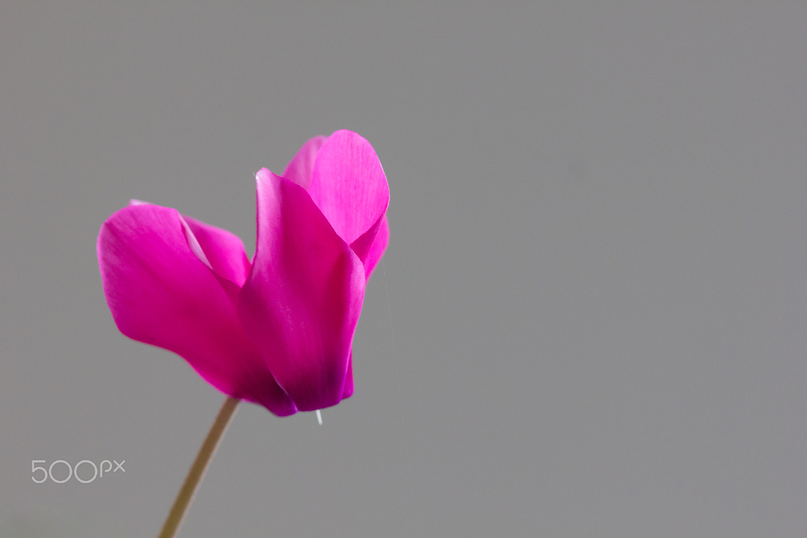 Canon EOS 550D (EOS Rebel T2i / EOS Kiss X4) + Canon EF 100mm F2.8L Macro IS USM sample photo. Cyclamen photography