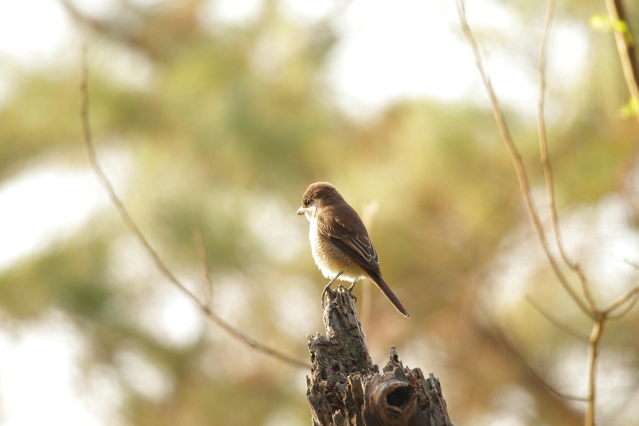 Sigma 150-600mm F5-6.3 DG OS HSM | S sample photo. Lanius cristatus photography