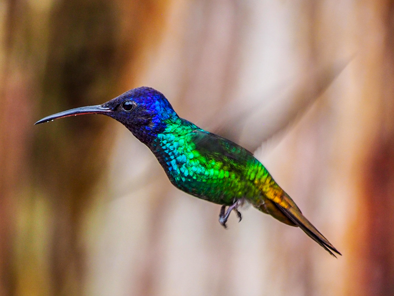 Olympus PEN E-PM2 sample photo. Magical living colors photography