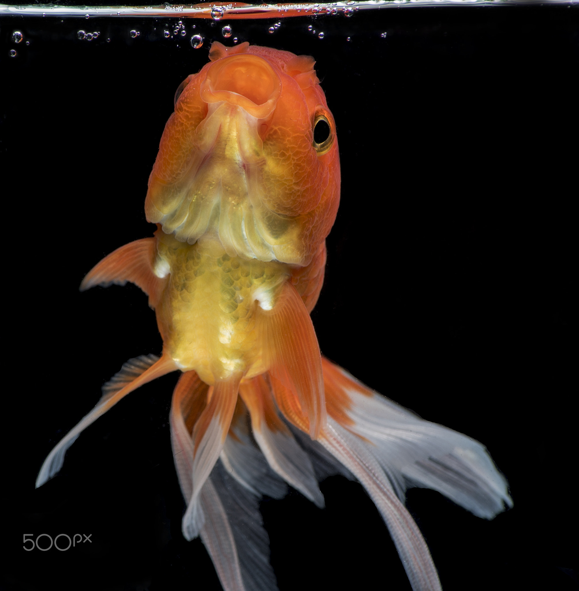 Beautiful goldfish movement