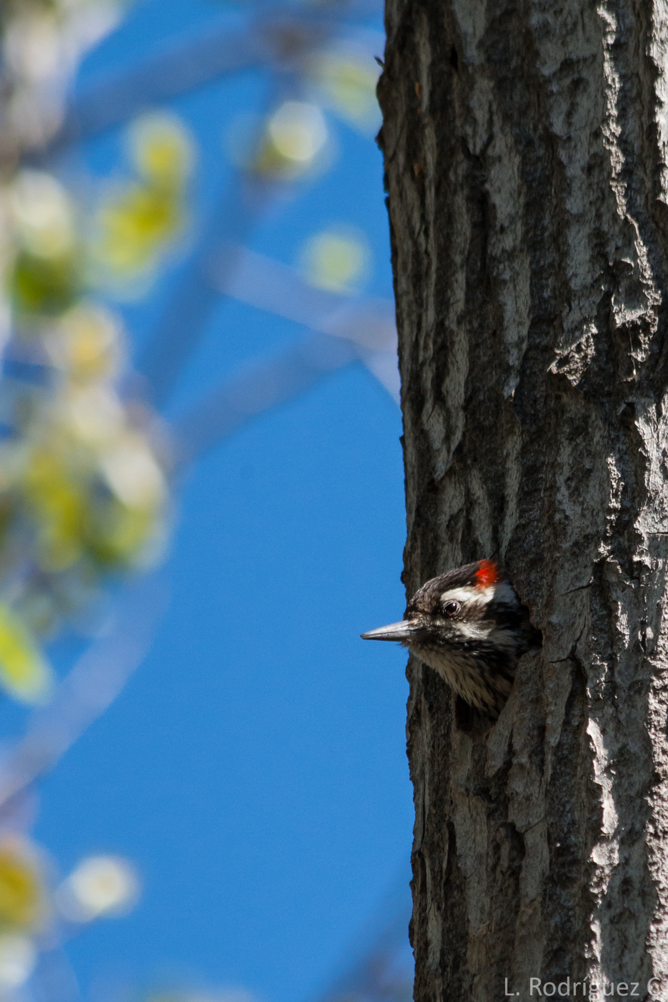 smc PENTAX-DA L 55-300mm F4-5.8 ED sample photo. Carpinterito macho - striped woodpecker, male photography