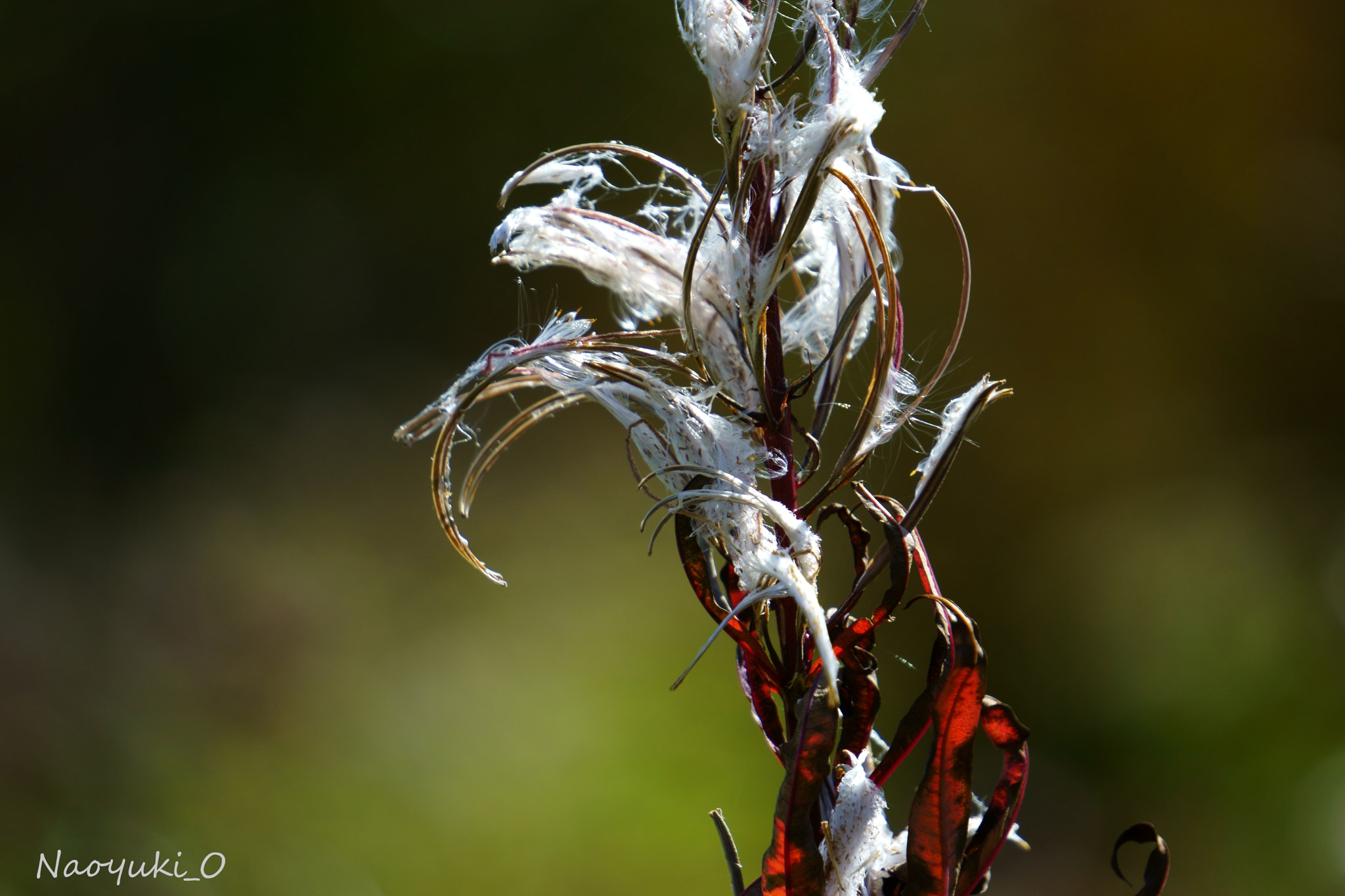 Sony a5100 sample photo. Cotton photography