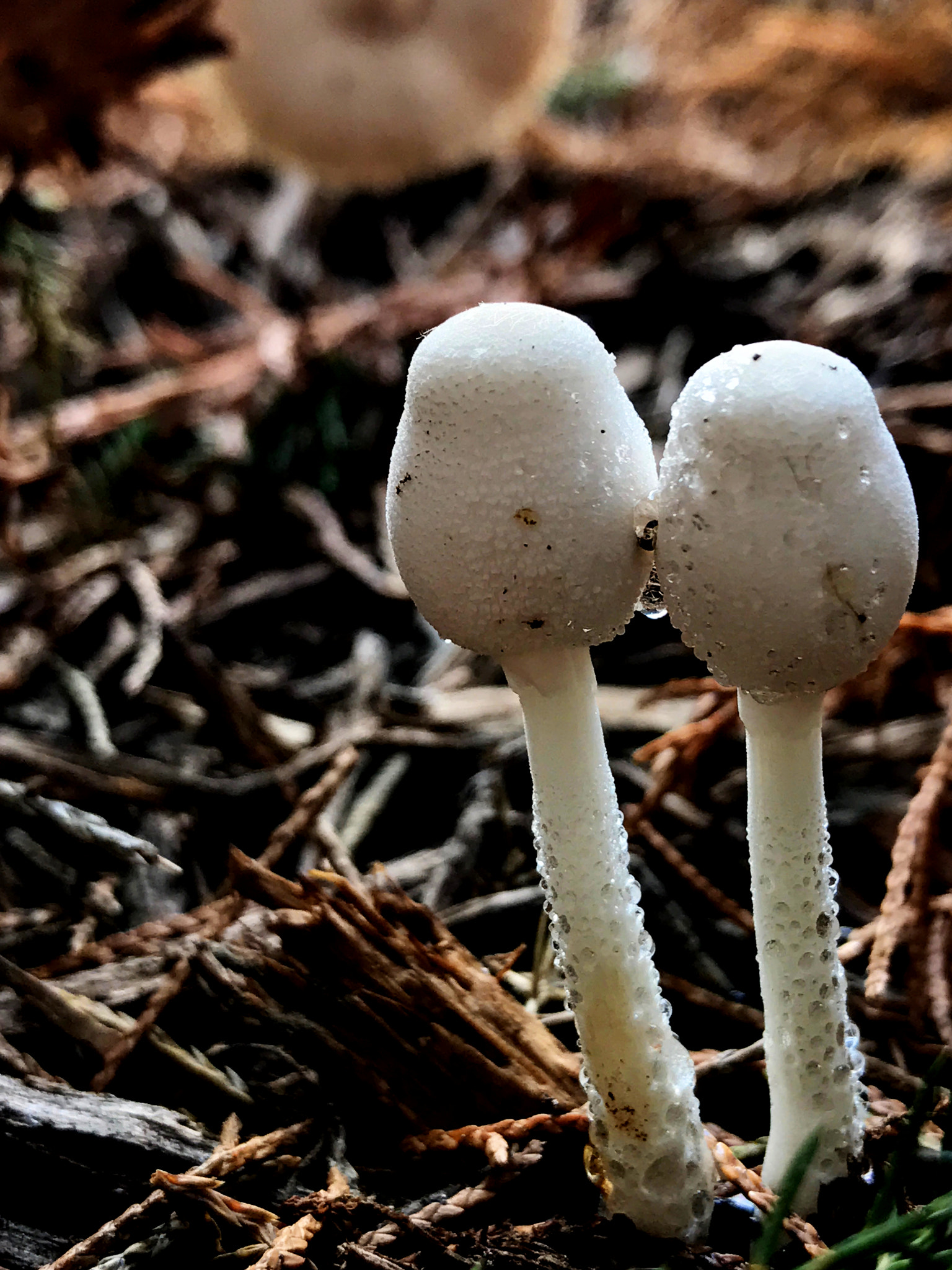 Apple iPhone 7 Plus sample photo. Twinmushrooms photography