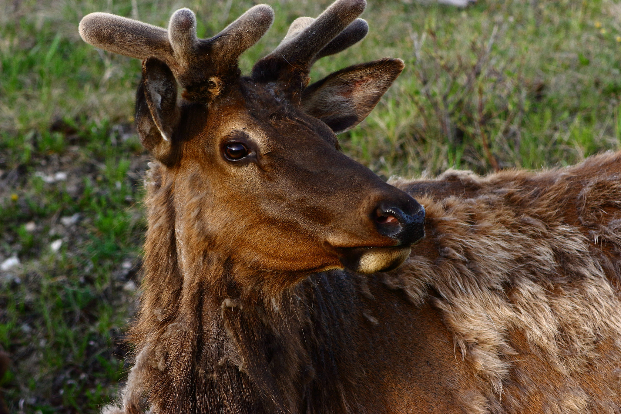 Canon EF 75-300mm f/4-5.6 USM sample photo. Jasper wildlife photography