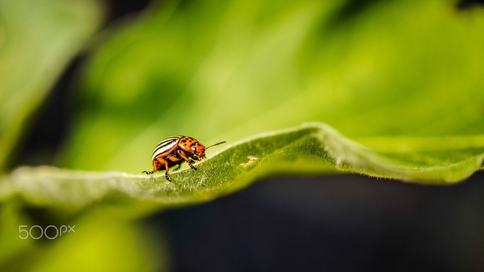 Sigma 105mm F2.8 EX DG OS HSM sample photo. Proxy - macrophotographie photography