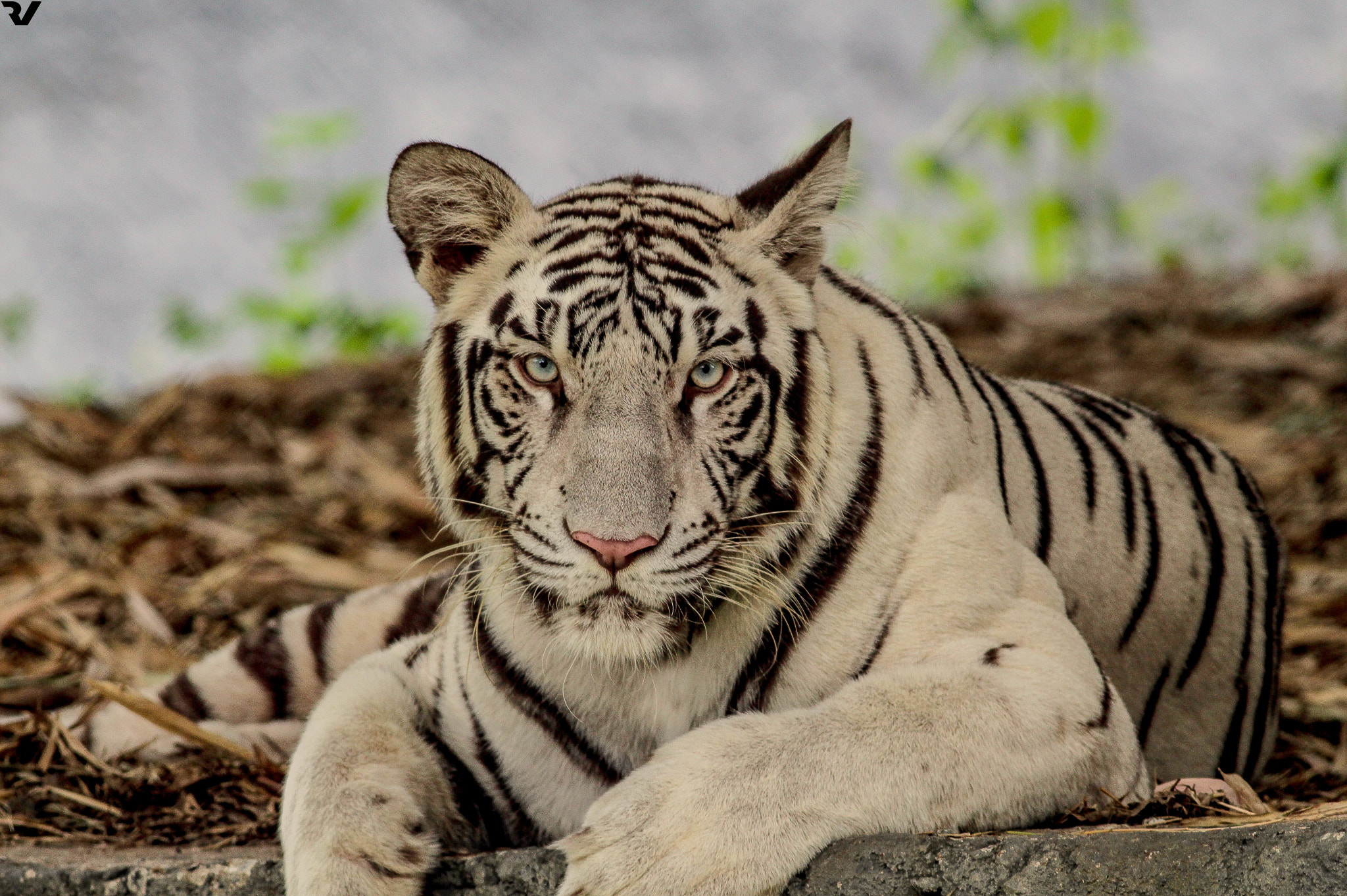 Canon EOS 700D (EOS Rebel T5i / EOS Kiss X7i) + Canon EF 400mm F5.6L USM sample photo. White tiger photography