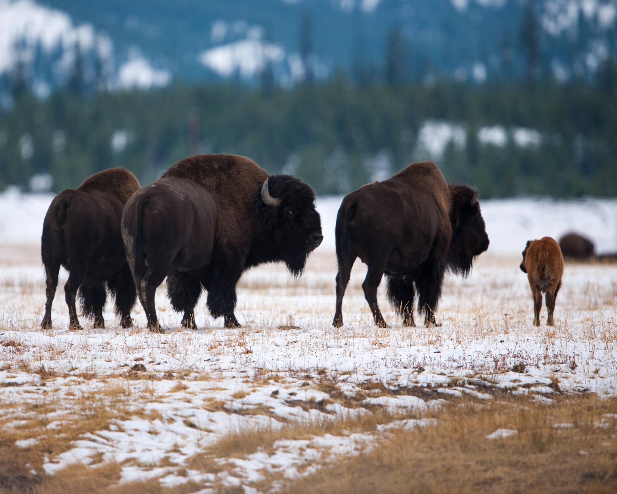 Nikon D3X + Nikon AF-S Nikkor 600mm F4G ED VR sample photo. Bison tails photography