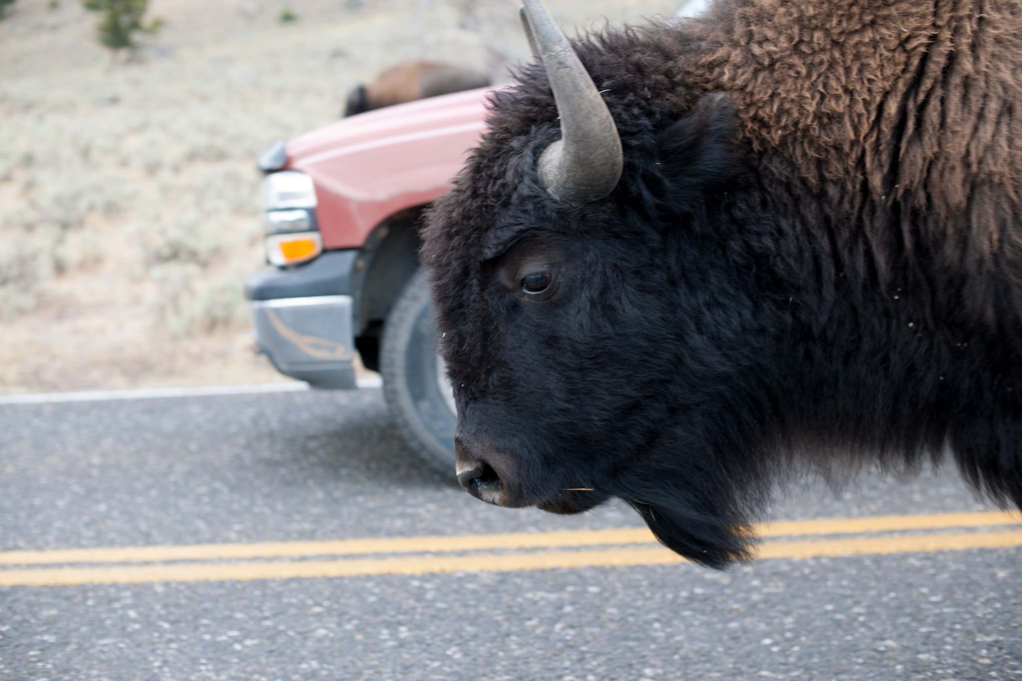 Nikon D3X sample photo. Roadway bison photography