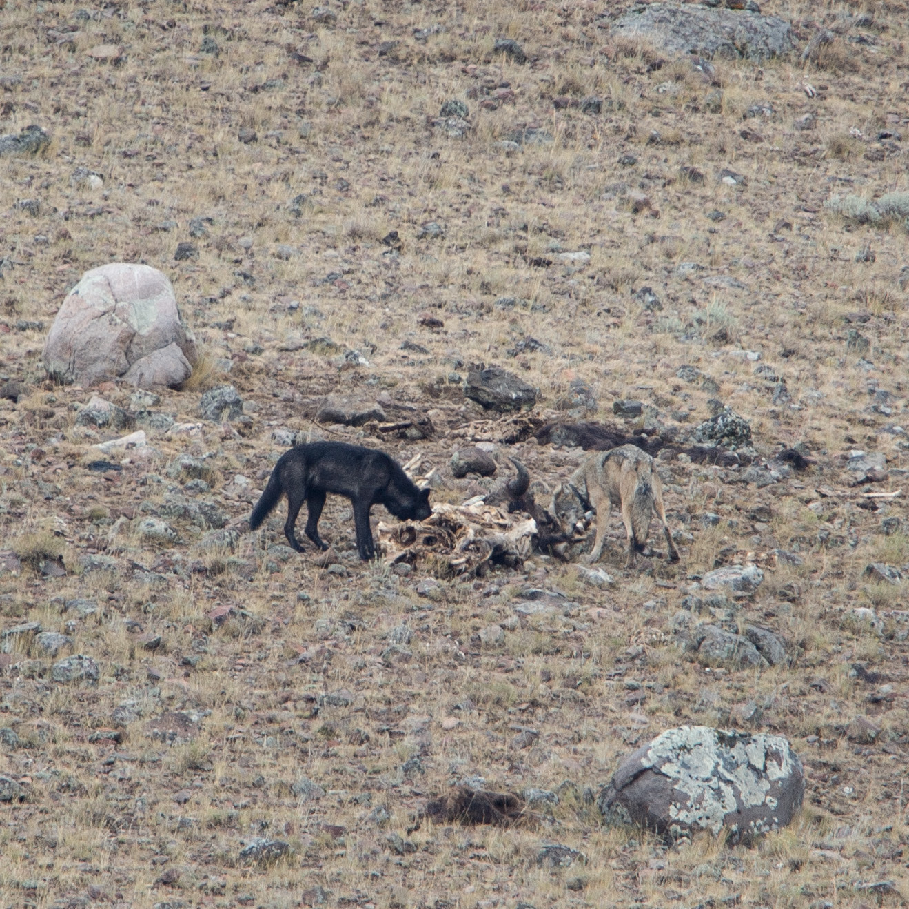 Nikon D3S + Nikon AF-S Nikkor 600mm F4G ED VR sample photo. Wolves on kill photography