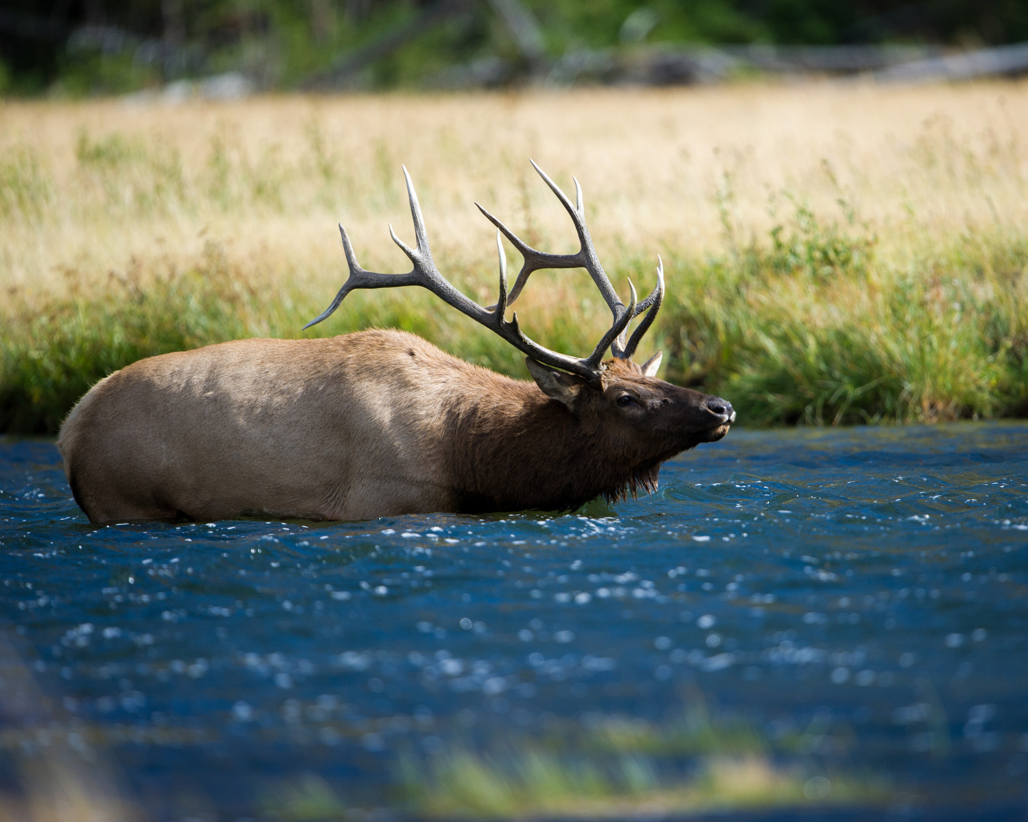 Nikon D3S + Nikon AF-S Nikkor 600mm F4G ED VR sample photo. Elk crossing madison river photography
