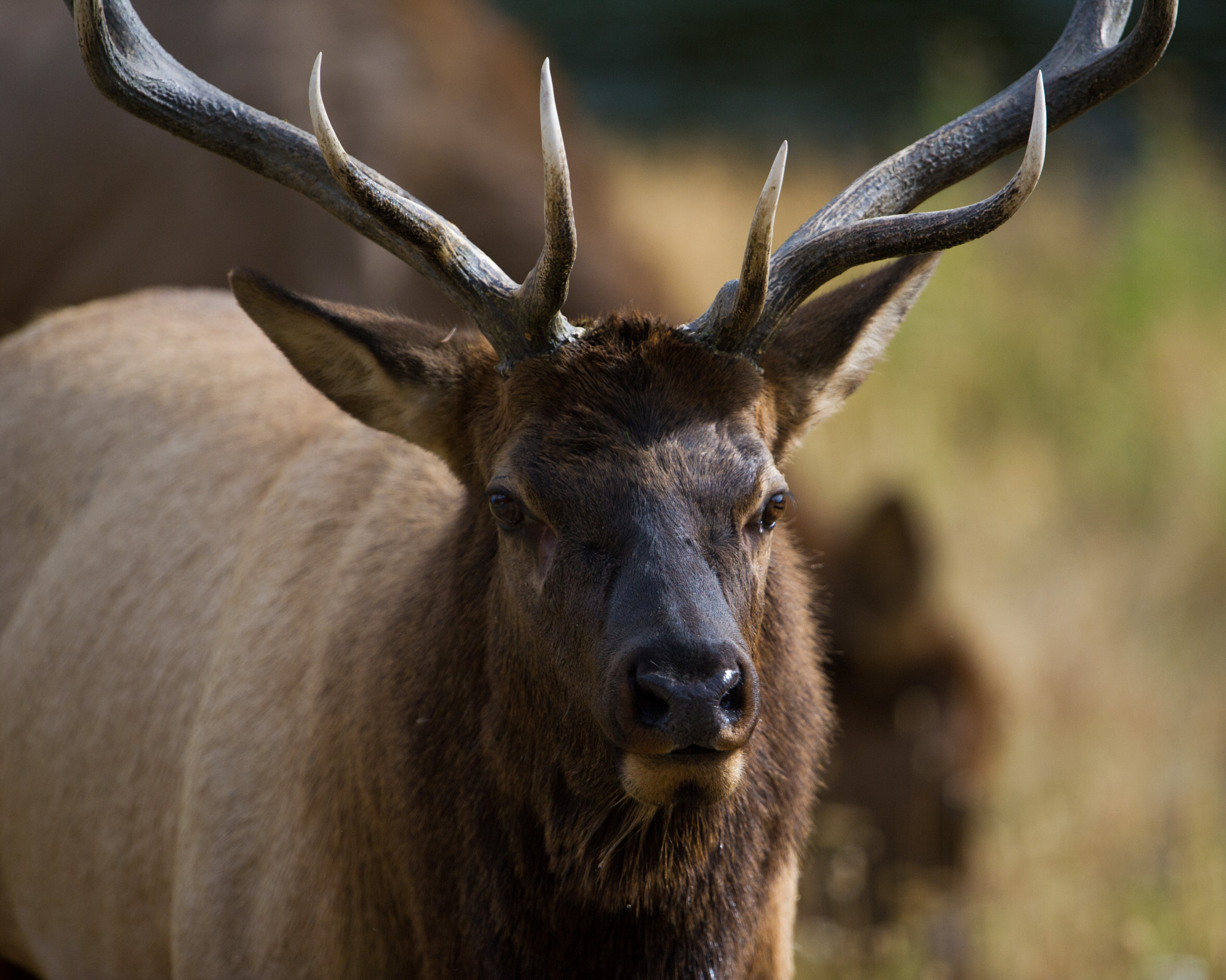 Nikon D3S + Nikon AF-S Nikkor 600mm F4G ED VR sample photo. Bull elk photography