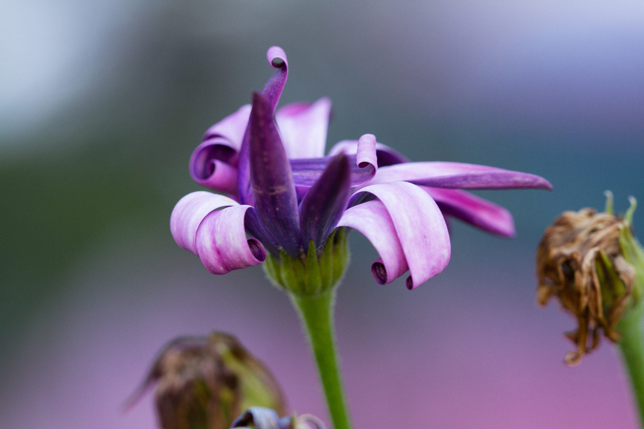 Canon EOS 7D + Canon EF 100mm F2.8L Macro IS USM sample photo. Curly petals photography
