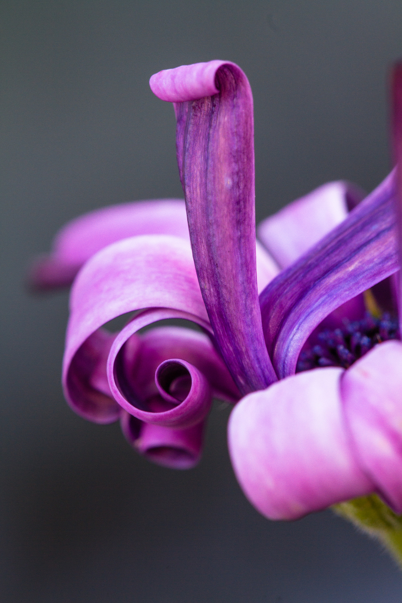 Canon EOS 7D + Canon EF 100mm F2.8L Macro IS USM sample photo. Swirled pedals photography