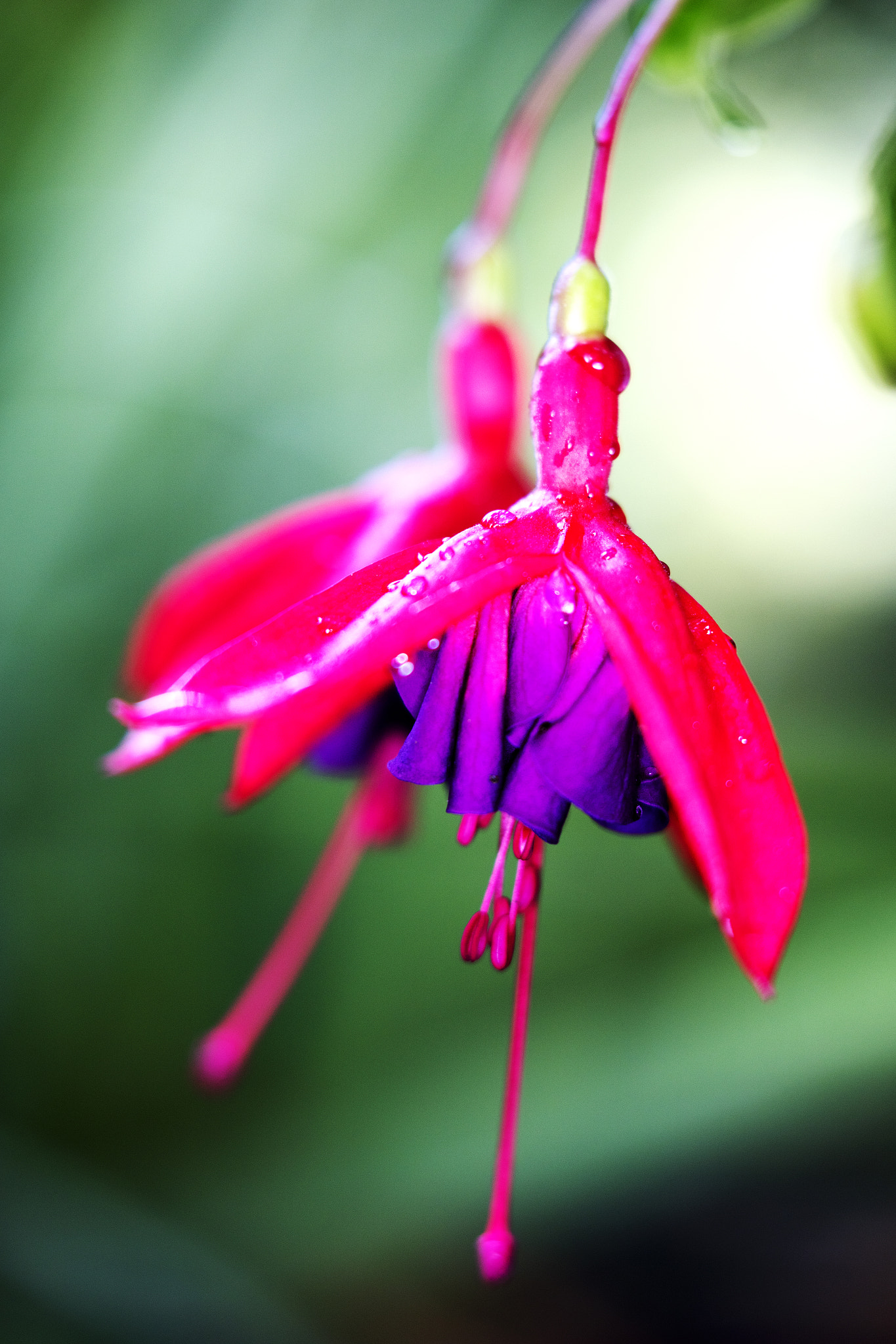 Canon EF 100mm F2.8L Macro IS USM sample photo. Brightpinkandpurple photography