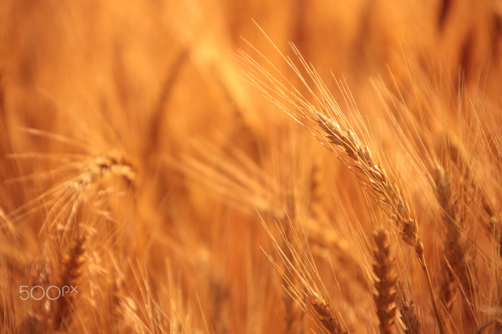Canon EF 35-350mm F3.5-5.6L USM sample photo. A grain of wheat photography