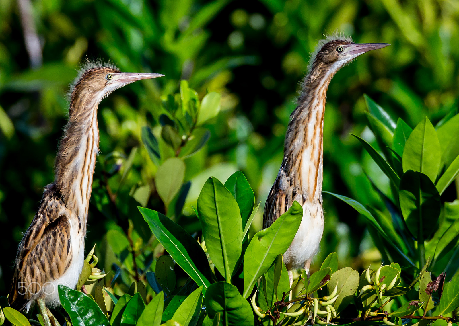 Canon EF 800mm F5.6L IS USM sample photo. Waiting for feeding photography