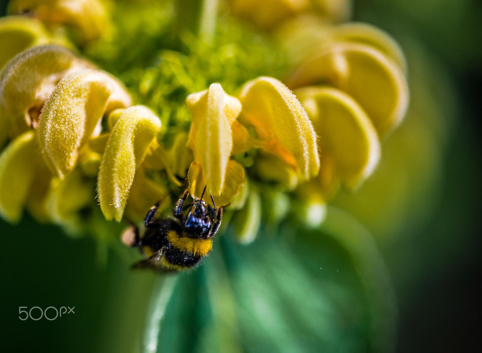 Sigma 105mm F2.8 EX DG OS HSM sample photo. Proxy - macrophotographie photography