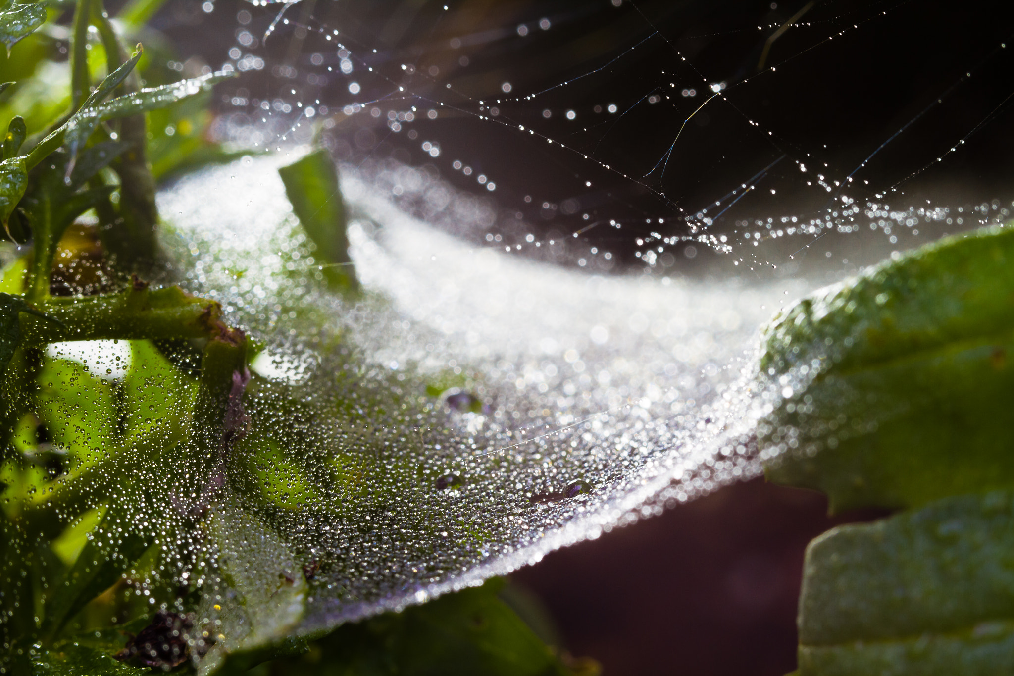 Canon EOS 7D + Canon EF 100mm F2.8L Macro IS USM sample photo. Img photography
