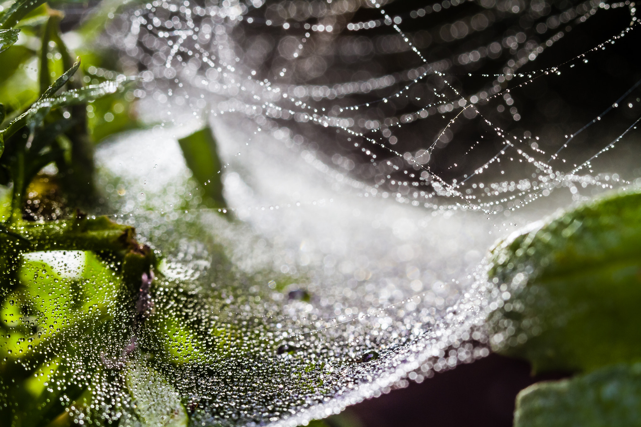 Canon EOS 7D + Canon EF 100mm F2.8L Macro IS USM sample photo. Img photography