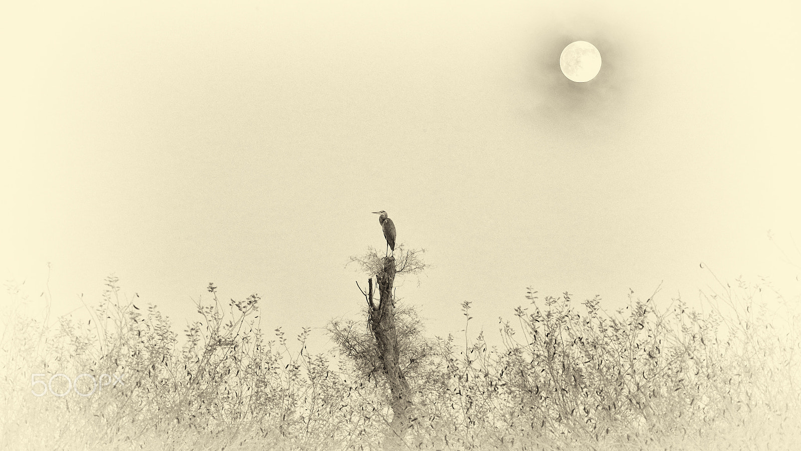 Sigma 150-500mm F5-6.3 DG OS HSM sample photo. Purple heron, migratory bird. al qudra lake dubai photography