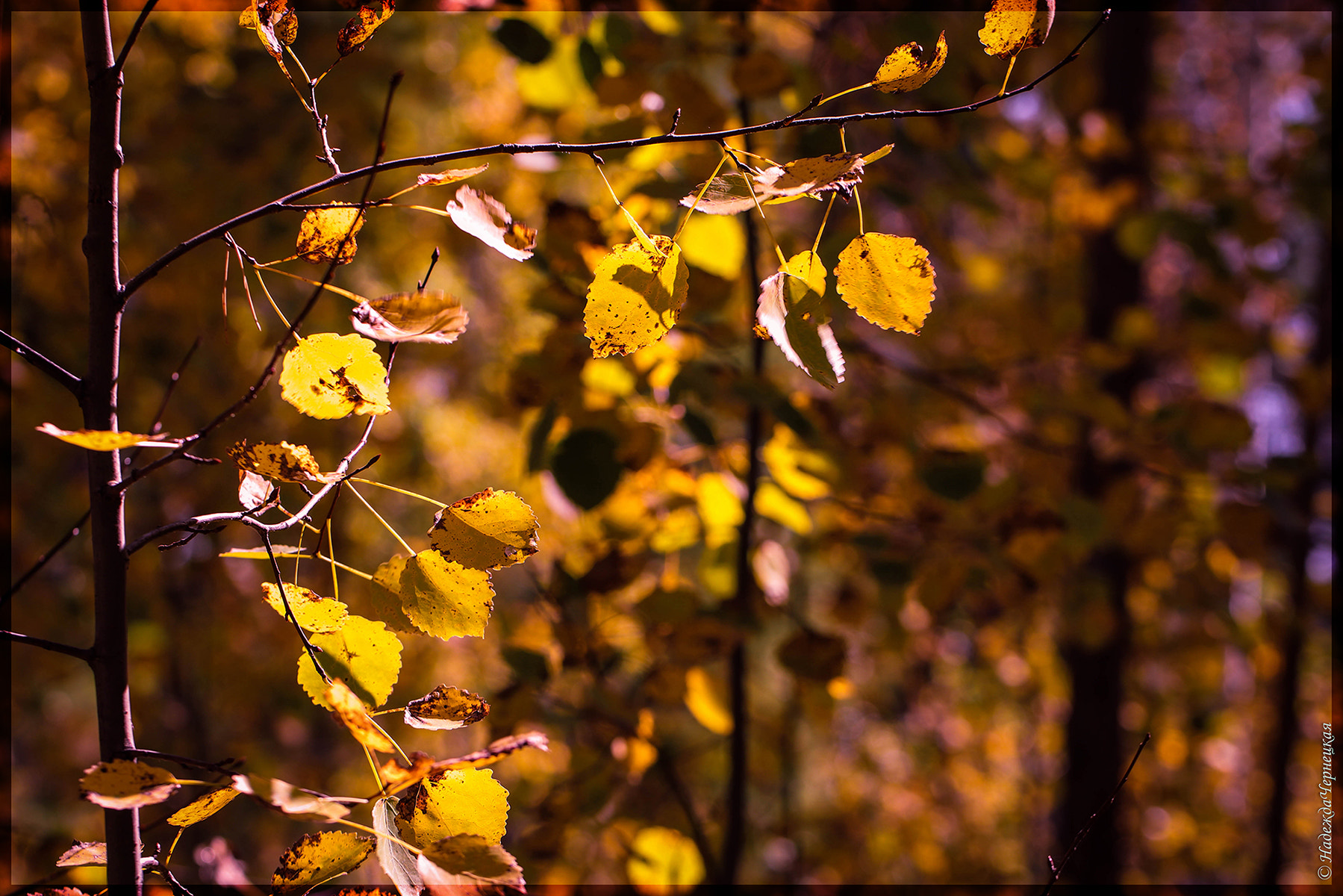 Canon EOS 750D (EOS Rebel T6i / EOS Kiss X8i) + Canon EF 100mm F2.8L Macro IS USM sample photo. Осени сказки, шепчет листва. autumn etude photography