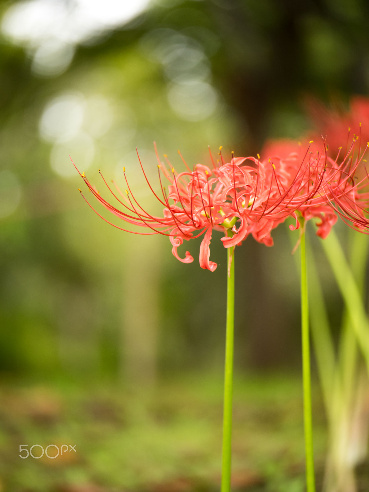 Olympus OM-D E-M1 sample photo. Spider lily photography