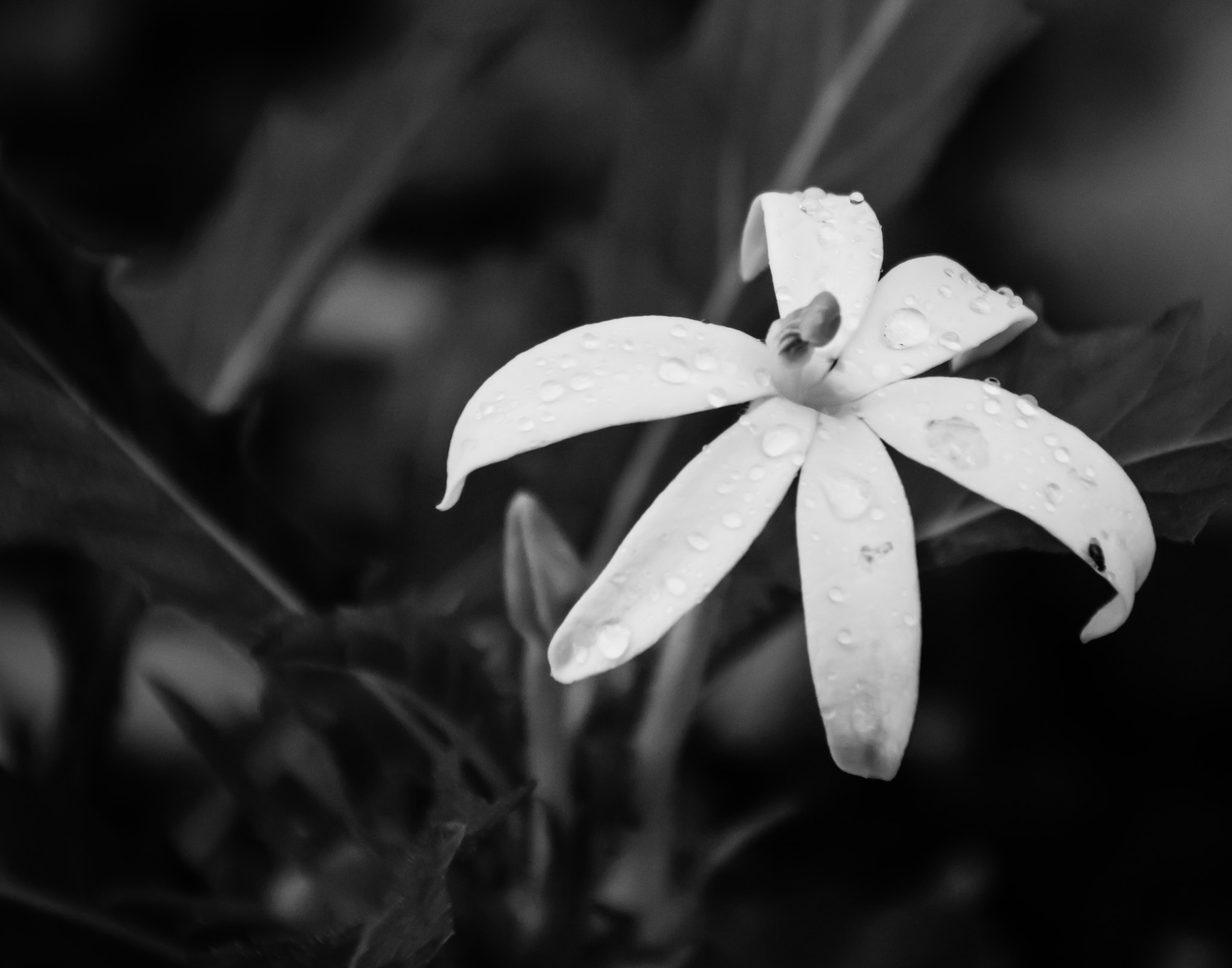 Nikon D3200 + Nikon PC-E Nikkor 24mm F3.5D ED Tilt-Shift sample photo. ... dewdrop on dirty petals photography