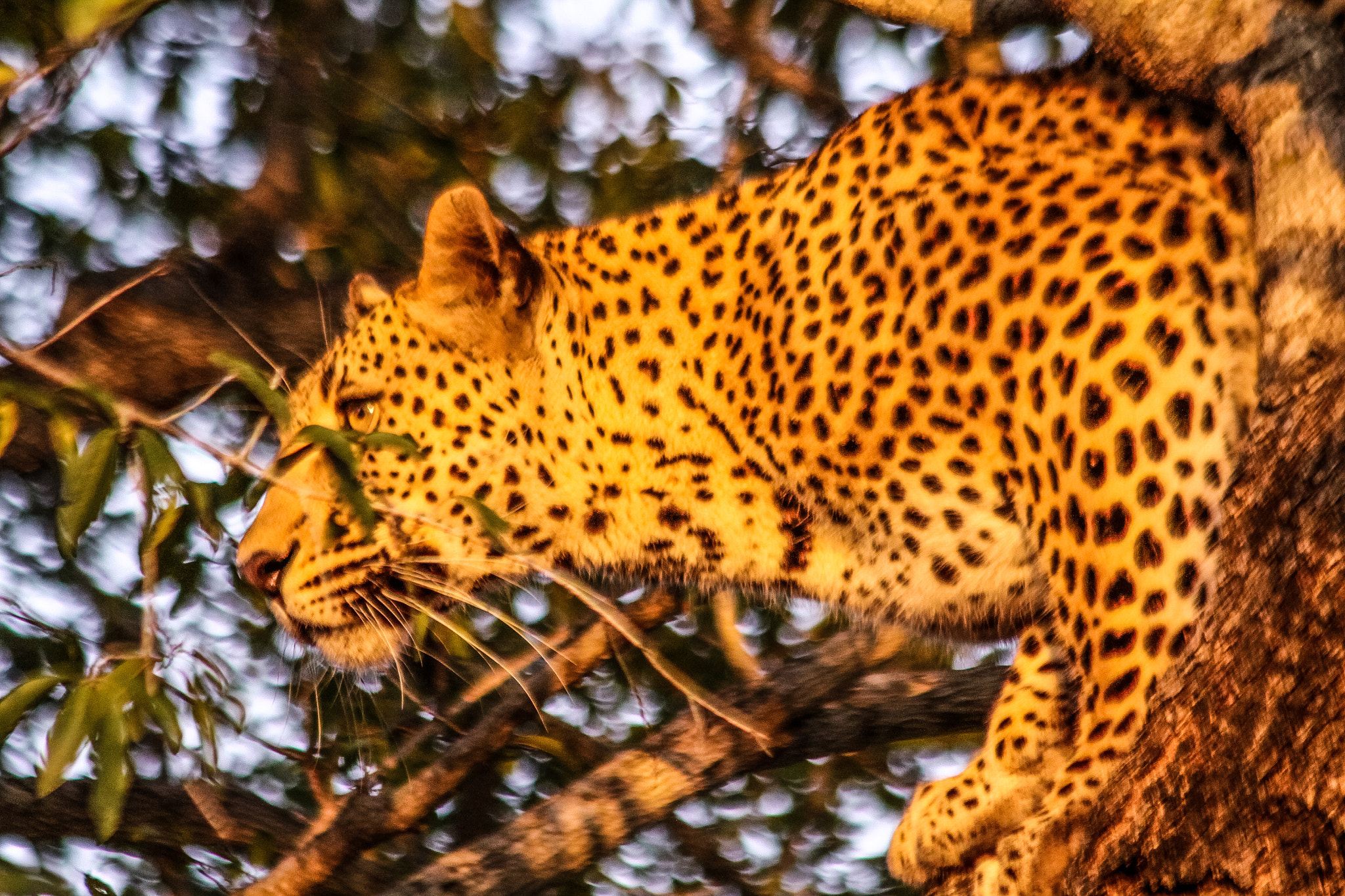 Canon EOS 50D sample photo. Mirada expectante del leopardo londolozi camp sudafrica photography