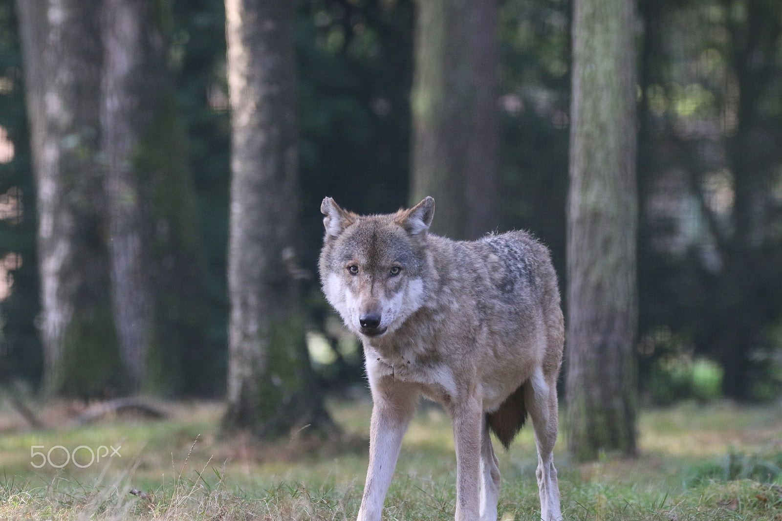 Sigma 150-600mm F5-6.3 DG OS HSM | C sample photo. Was du wolle ..   ;-) photography