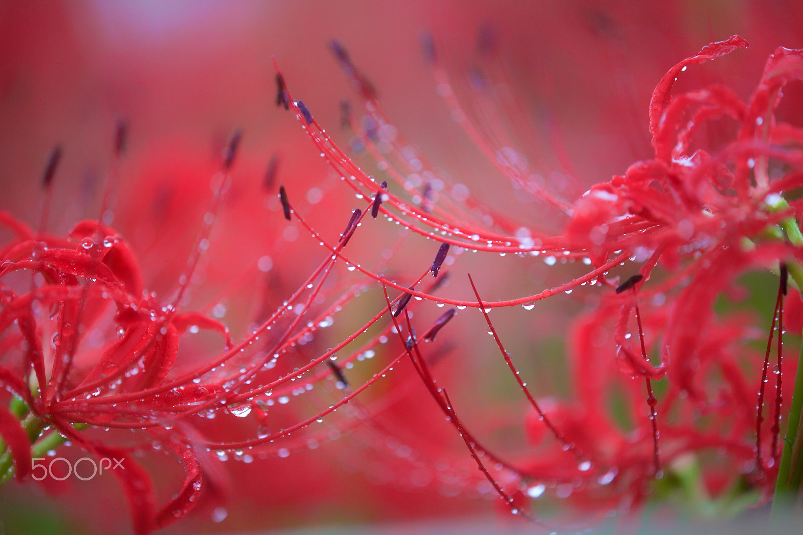 Tamron SP AF 180mm F3.5 Di LD (IF) Macro sample photo. Autumn drops photography