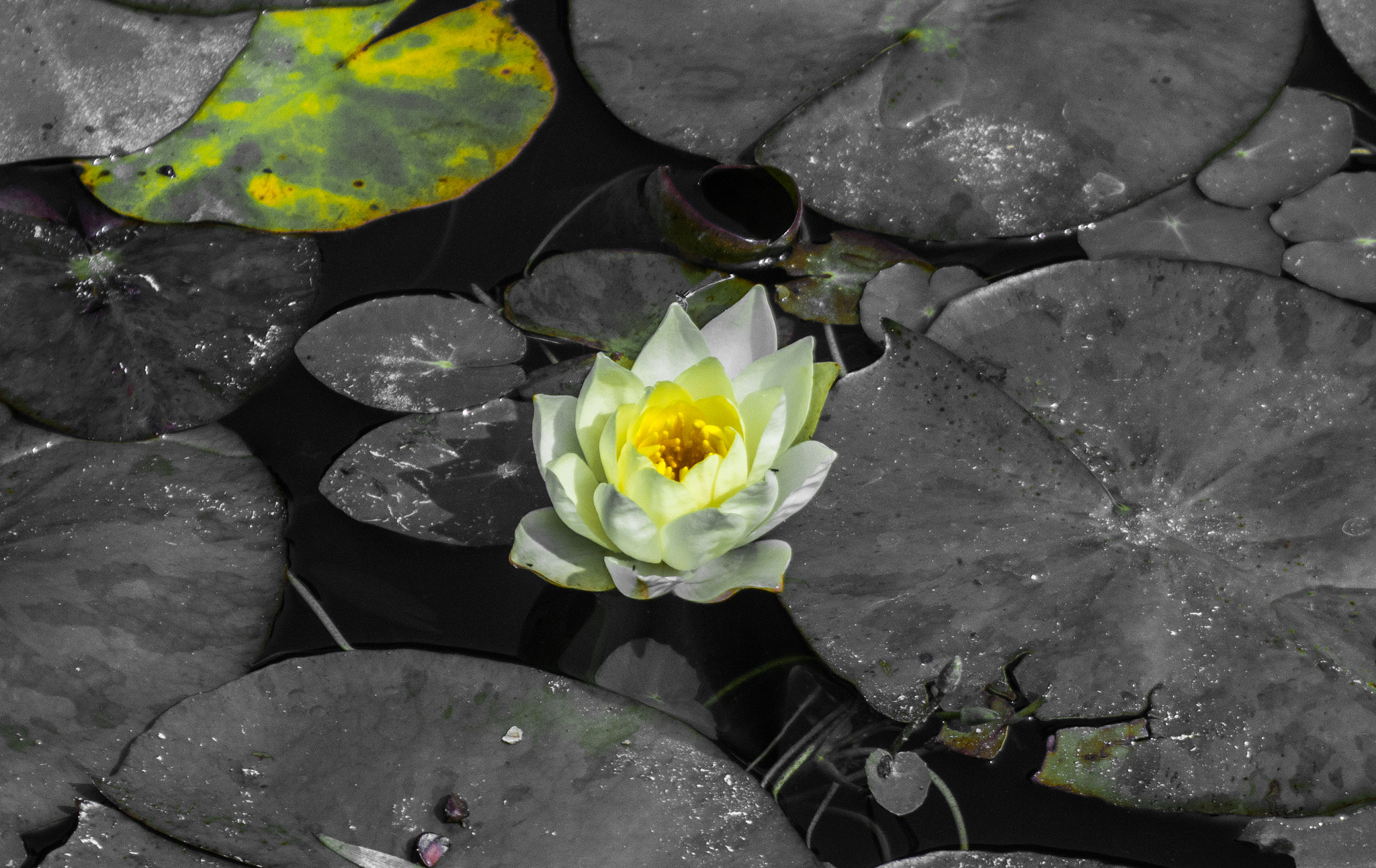 Nikon D7100 + AF Zoom-Nikkor 35-70mm f/2.8D sample photo. Water lily photography