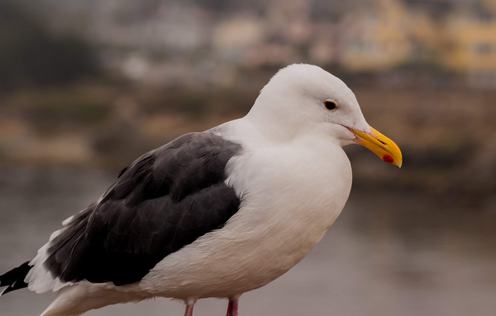 Sigma 105mm F2.8 EX DG OS HSM sample photo. Resting for the flight photography