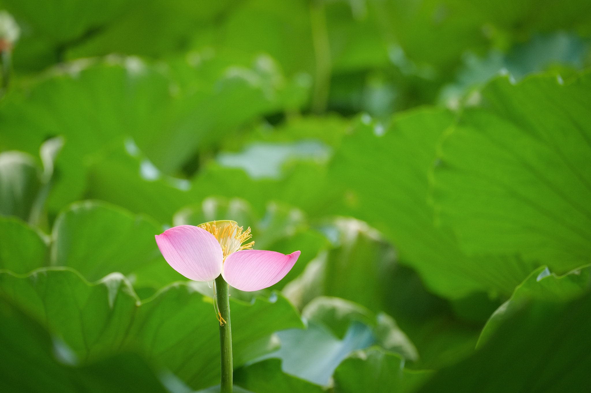 Fujifilm X-E1 + Fujifilm XC 50-230mm F4.5-6.7 OIS sample photo. Dscf photography