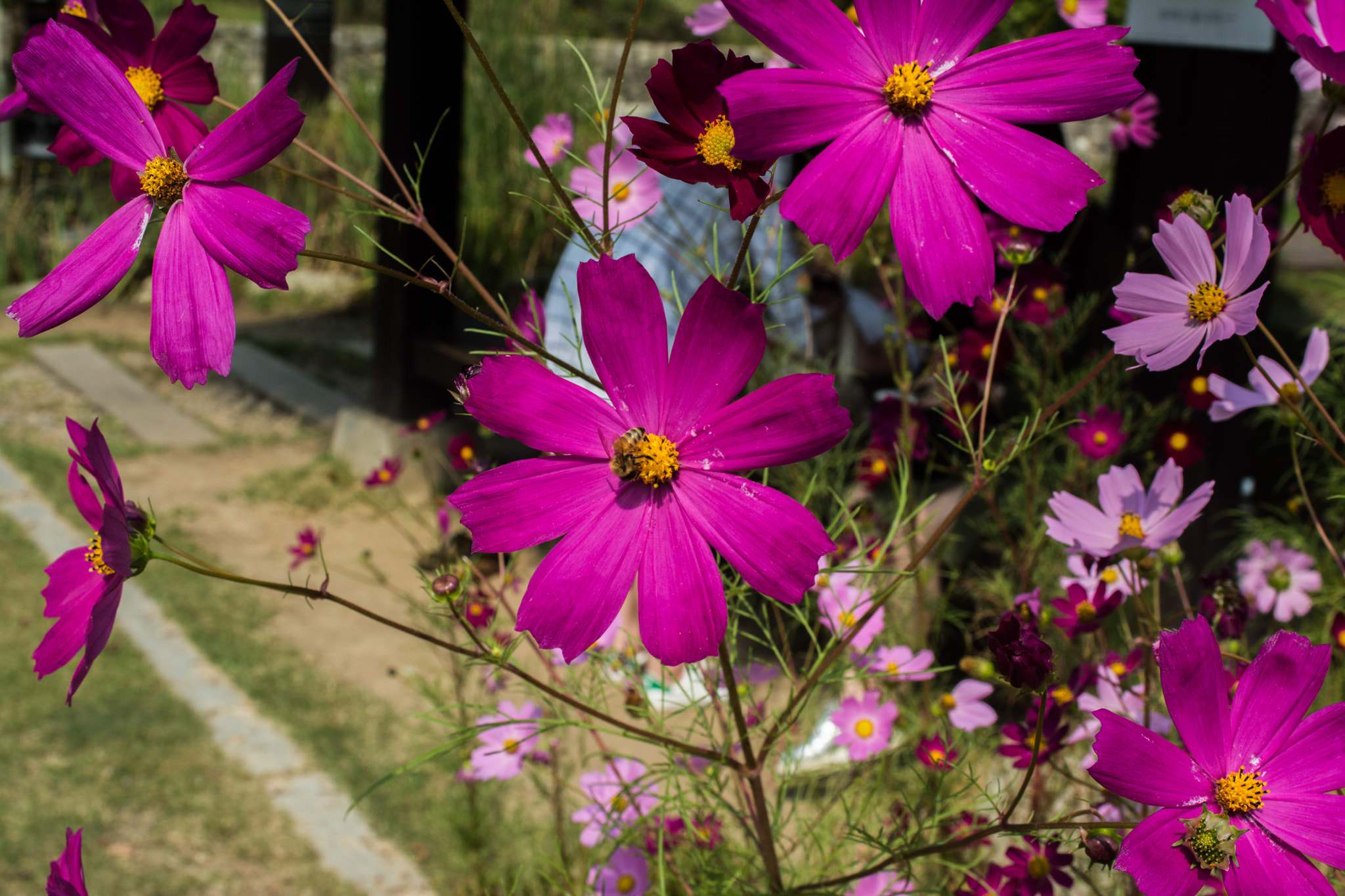 Nikon D7100 + AF Zoom-Nikkor 35-70mm f/2.8D sample photo. Flower field photography