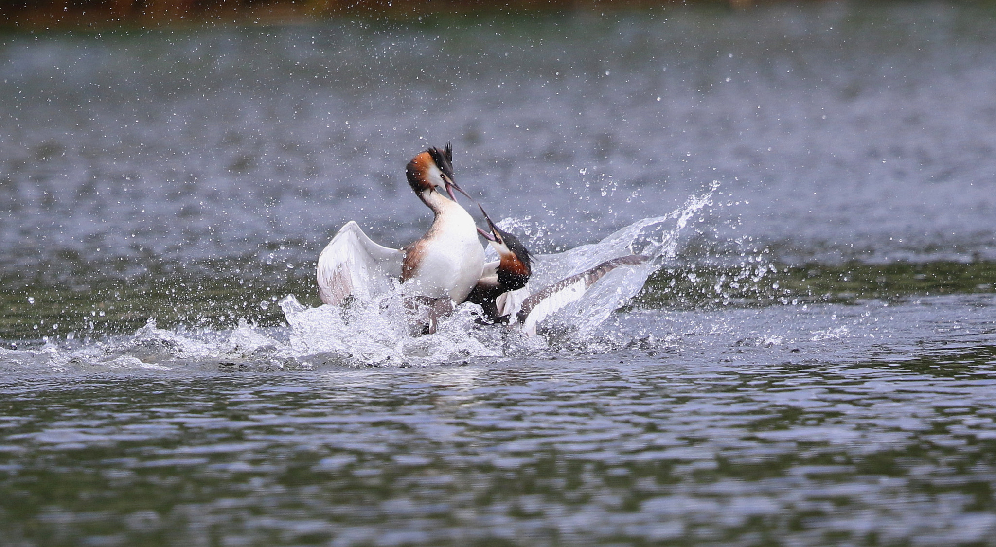 Canon EF 500mm F4L IS II USM sample photo. Grebe fight 2 photography