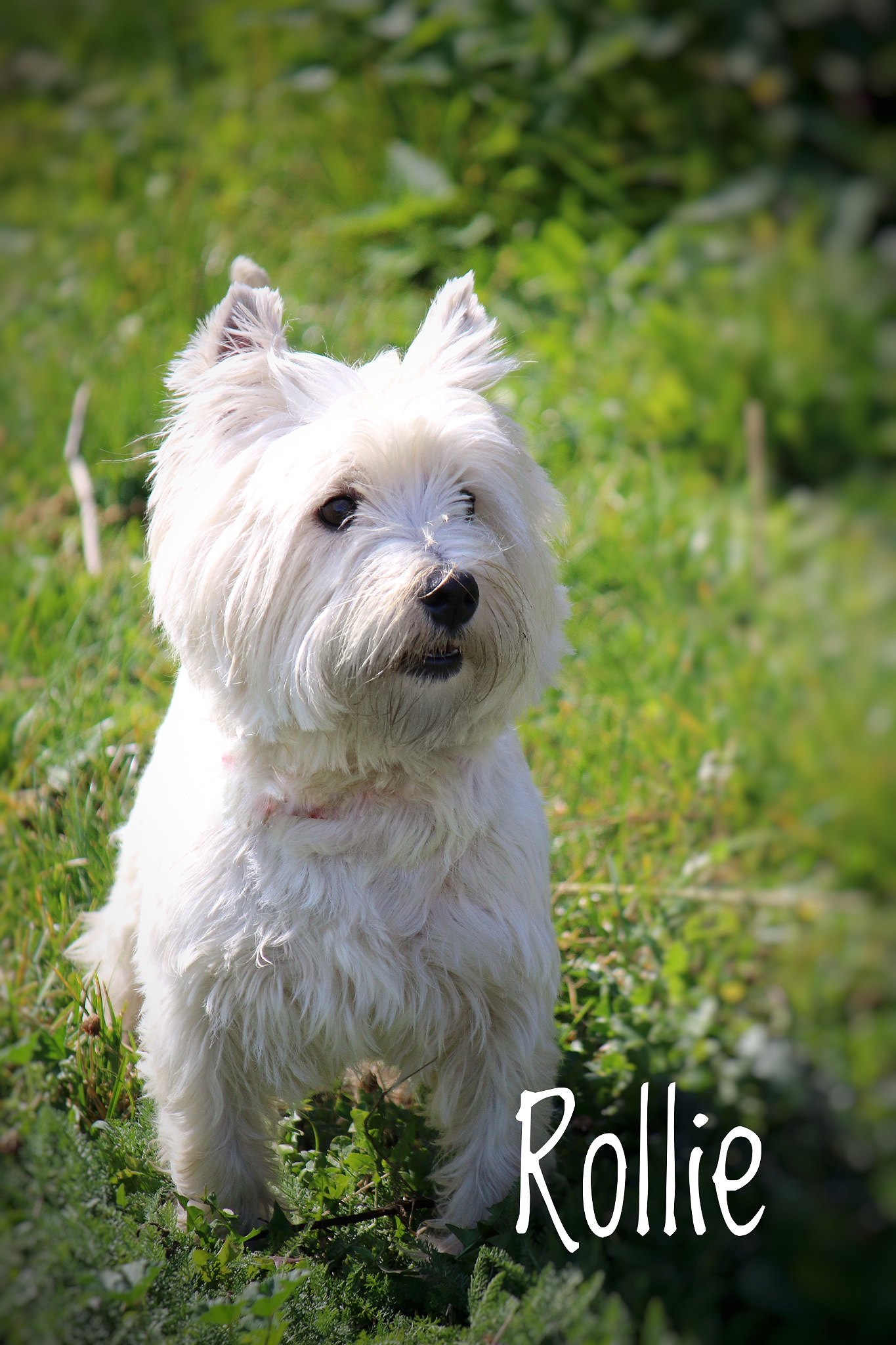 Canon EF-S 55-250mm F4-5.6 IS sample photo. Rollie photography