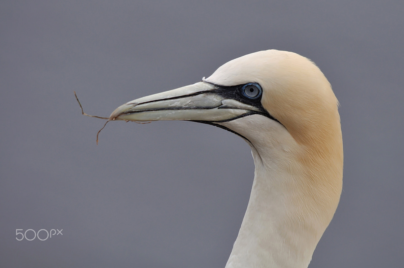 Sigma 150-500mm F5-6.3 DG OS HSM sample photo. Northern gannet photography